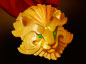 Medallion of Courage